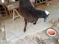 雄羊, Blackheaded Persian sheep — 写真 7