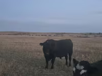 雄牛, Latvian Blue cattle — 写真 1