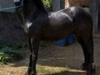 Caballo, Friesian — foto 4