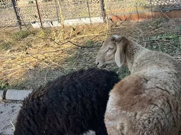 公羊, Hissar sheep