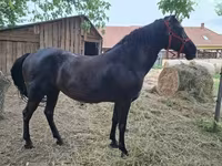 Kobyła, Hungarian horse breed — zdjęcie 2