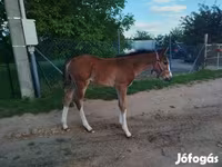 Stute, Hungarian horse breed — Foto 5