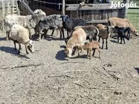 أغنام (دفعة، الجنس غير محدد), Cameroon sheep — الصورة 1