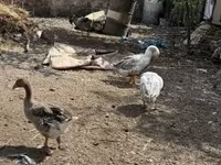 Geese — 写真 2