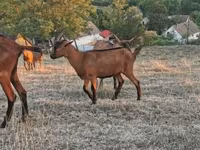 Kozioł, Alpine goat — zdjęcie 4