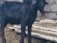 Jarac, Anatolian Black goats — fotografija 4