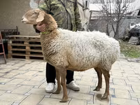 Ovca, Awassi sheep — fotografija 1