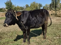 Krowa, Rasa alatauska — zdjęcie 2