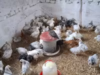 Chickens — Foto 3