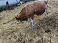 Krava, Simmental cattle — fotografija 5