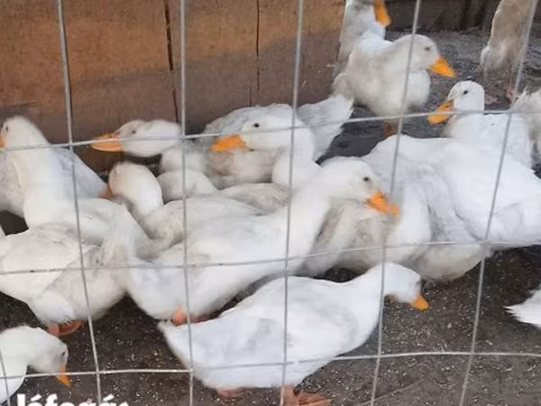 Američki pekin