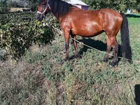 Égua, Cavalos — foto 1