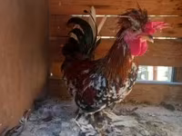 Chickens — 照片 2