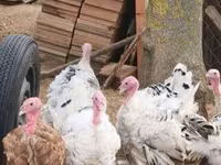 Turkeys — fotografija 2