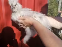 Silkie — zdjęcie 2