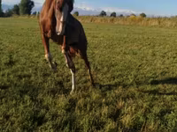 Cheval, Chevaux — photo 4