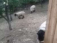 Baran, White Suffolk sheep — zdjęcie 8