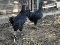 Chickens — फ़ोटो 2
