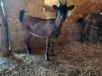 Cabra, Alpine goat — foto 1