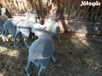 Ovan, Merino sheep — fotografija 5