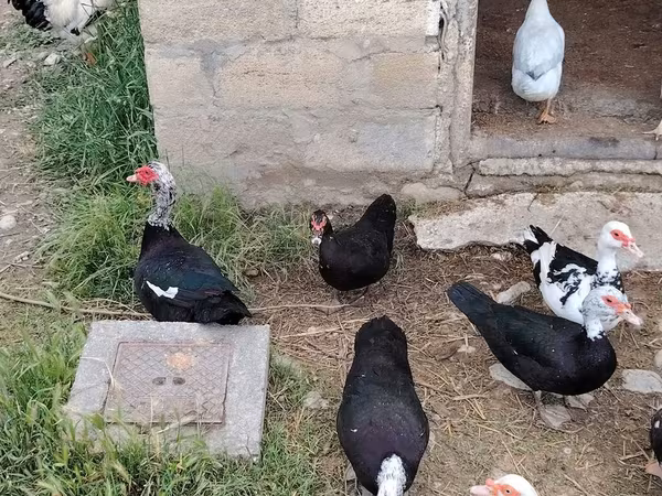 Domestic Muscovy