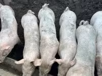 母猪, Крупная белая — 照片 2