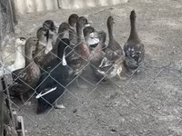Ducks — photo 3