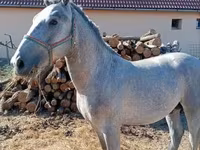 घोड़ा, Lipizzaner — फ़ोटो 4