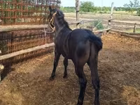 Caballo, Caballos — foto 7