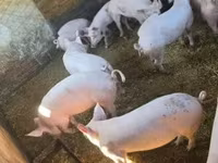 Қабан, Шошқалар — 3-сурет