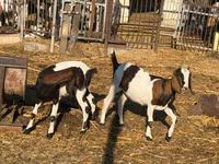 Goat, Nubian Goat — photo 1