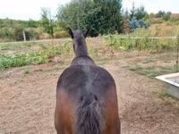 母马, Horses — 照片 3