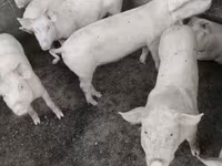 公猪 — 照片 1