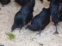 Ayam Cemani — zdjęcie 3