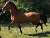 Hengst, Dutch warmblood horse — Foto 3