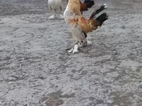 Japanski bantam — fotografija 3