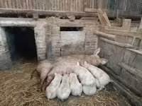 Porca, Porcos — foto 2