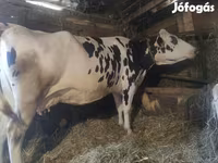 Vache, Russian Black pied cattle — photo 1