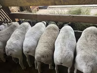 भेड़, Dorper sheep — फ़ोटो 3