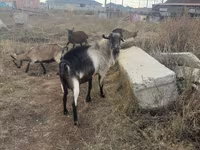 Bode, Alpine goat — foto 1