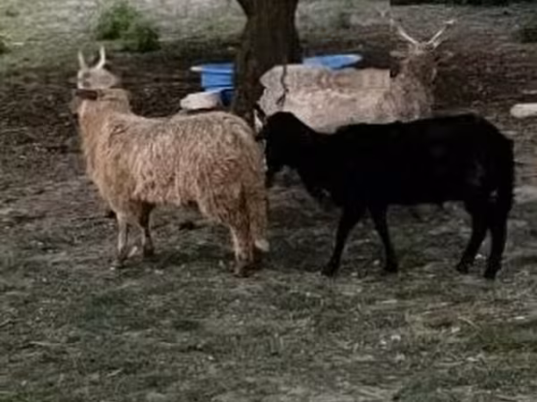 Brebis, Racka sheep — Hongrie