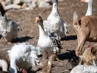 Geese — fotografija 5