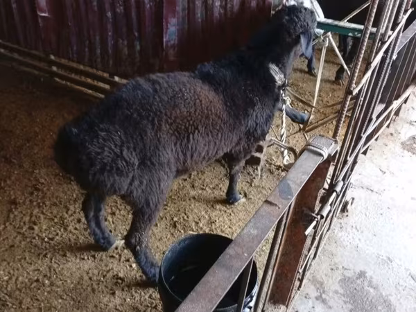 Ram, Hissar sheep