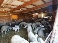 母羊, Sheep — 照片 3
