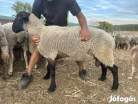 Ram, White Suffolk sheep — photo 1