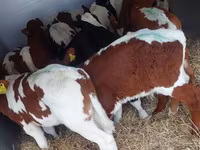 Buğa, Simmental cattle — foto 4