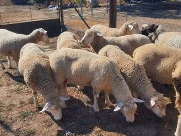 Carnero, Ile-de-France sheep