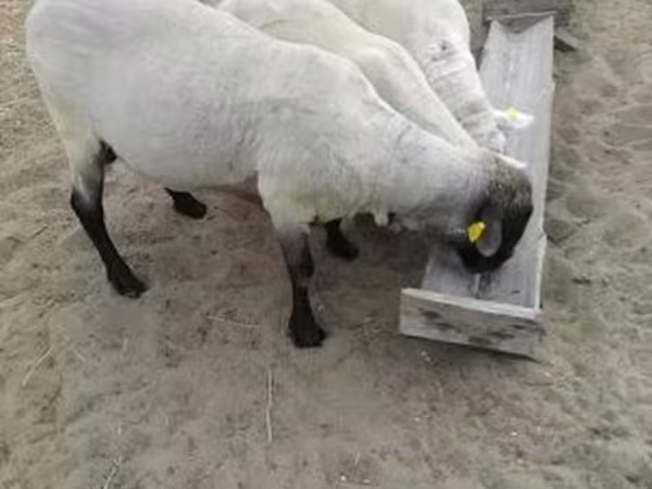 كبش, Tsigai sheep