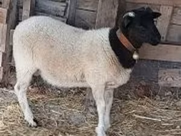 Qoç, Dorper sheep