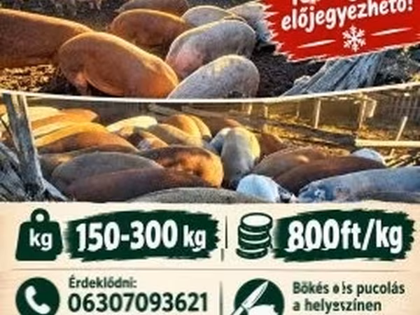 Knur, Świnie — Węgry